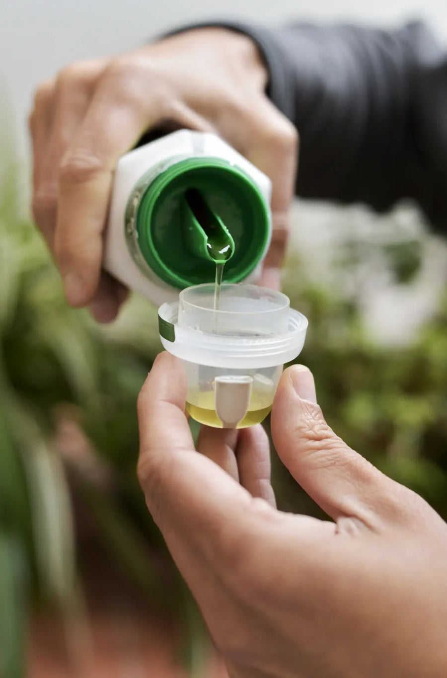 Which Fertilizer Works Best for Your Houseplants?