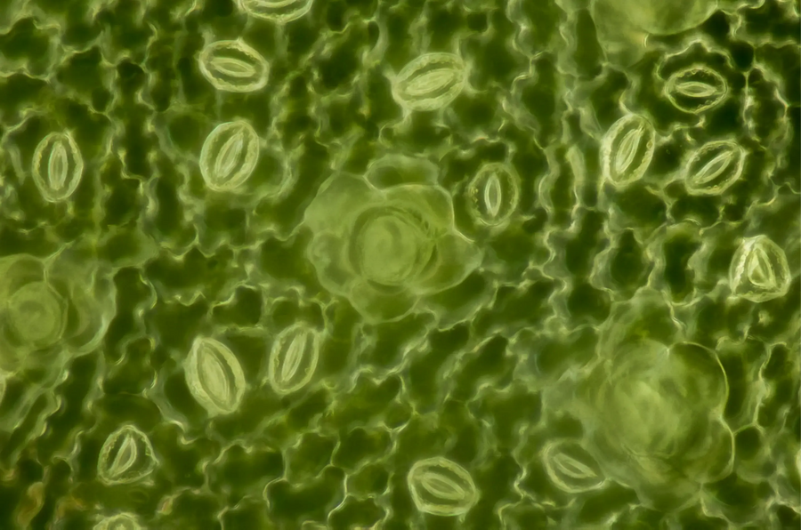 Stomata: What They Are and Why You Should Care