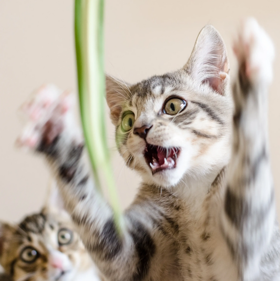 Houseplants Safe for Cats: Comprehensive Guide With Practical Tips and Resources