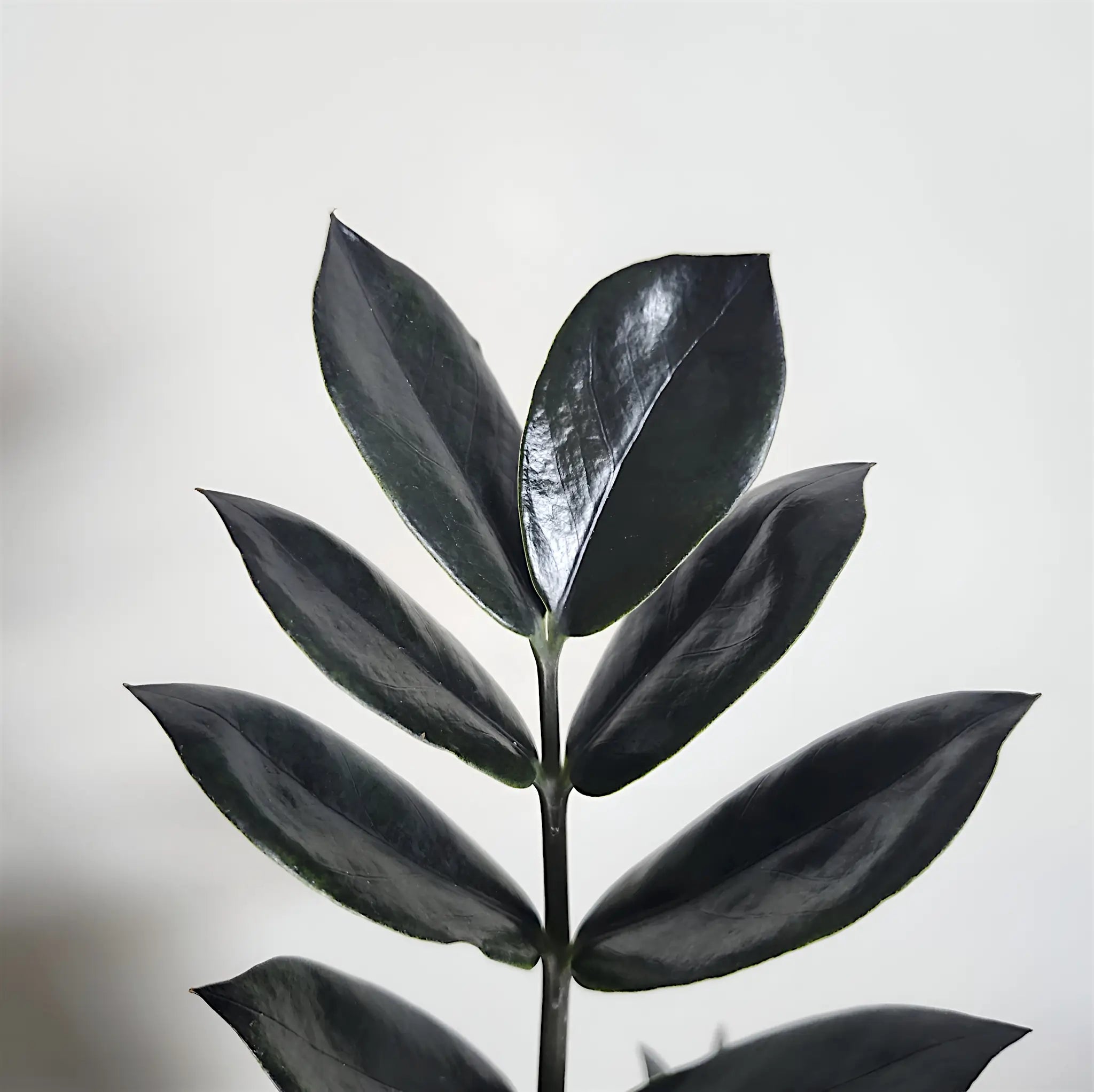 Raven ZZ is one of the most popular black houseplants, an easy indoor plant with leaves that turn jet-black. Raven ZZ plant glossy black houseplant leaf isolated on white background