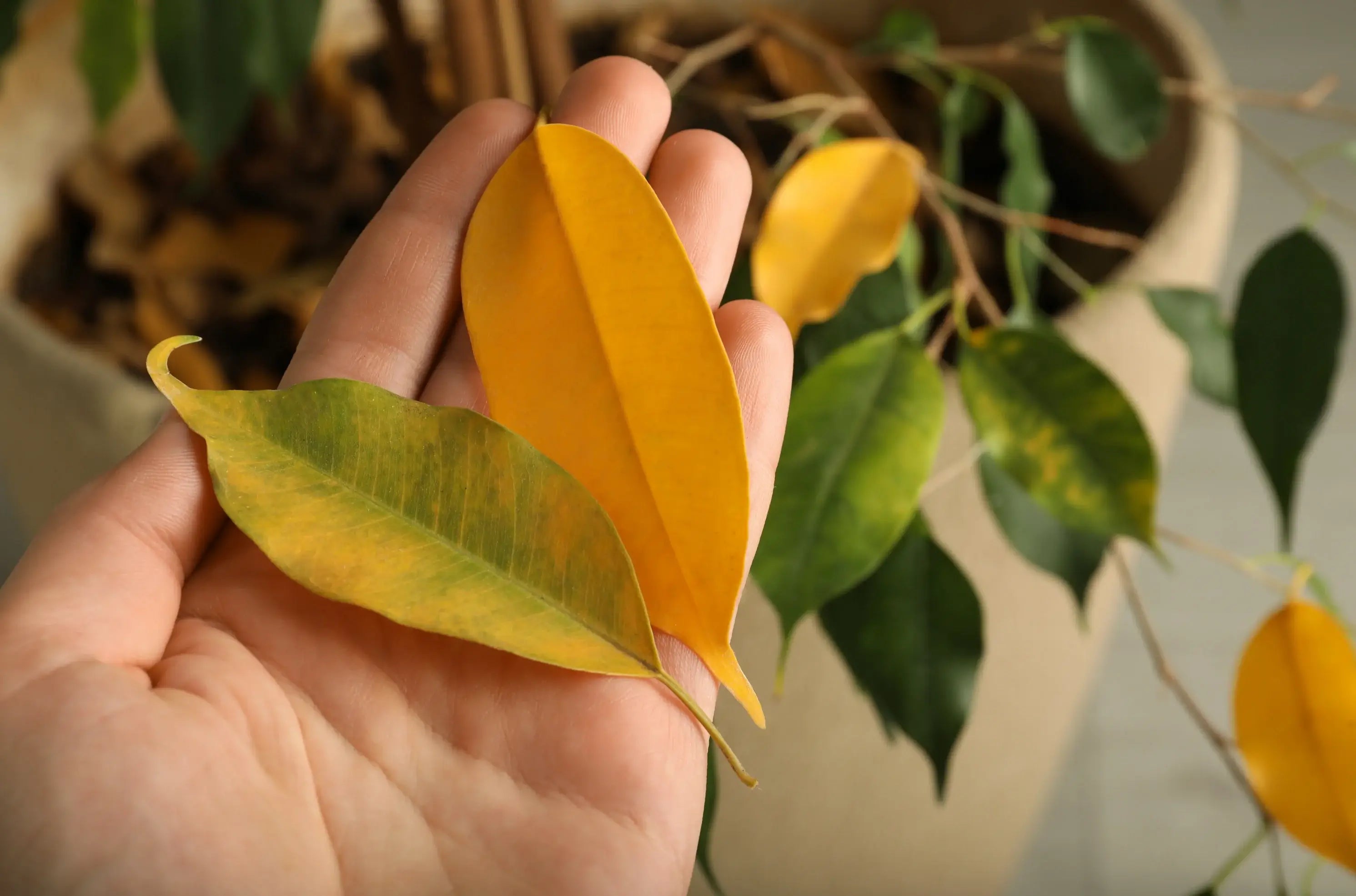 fallen yellow houseplant leaves held by hand near potted indoor plant Leaf drop indoors often starts subtly — finding yellow leaves on the floor or soil is an early sign your plant is stressed or reacting to change.