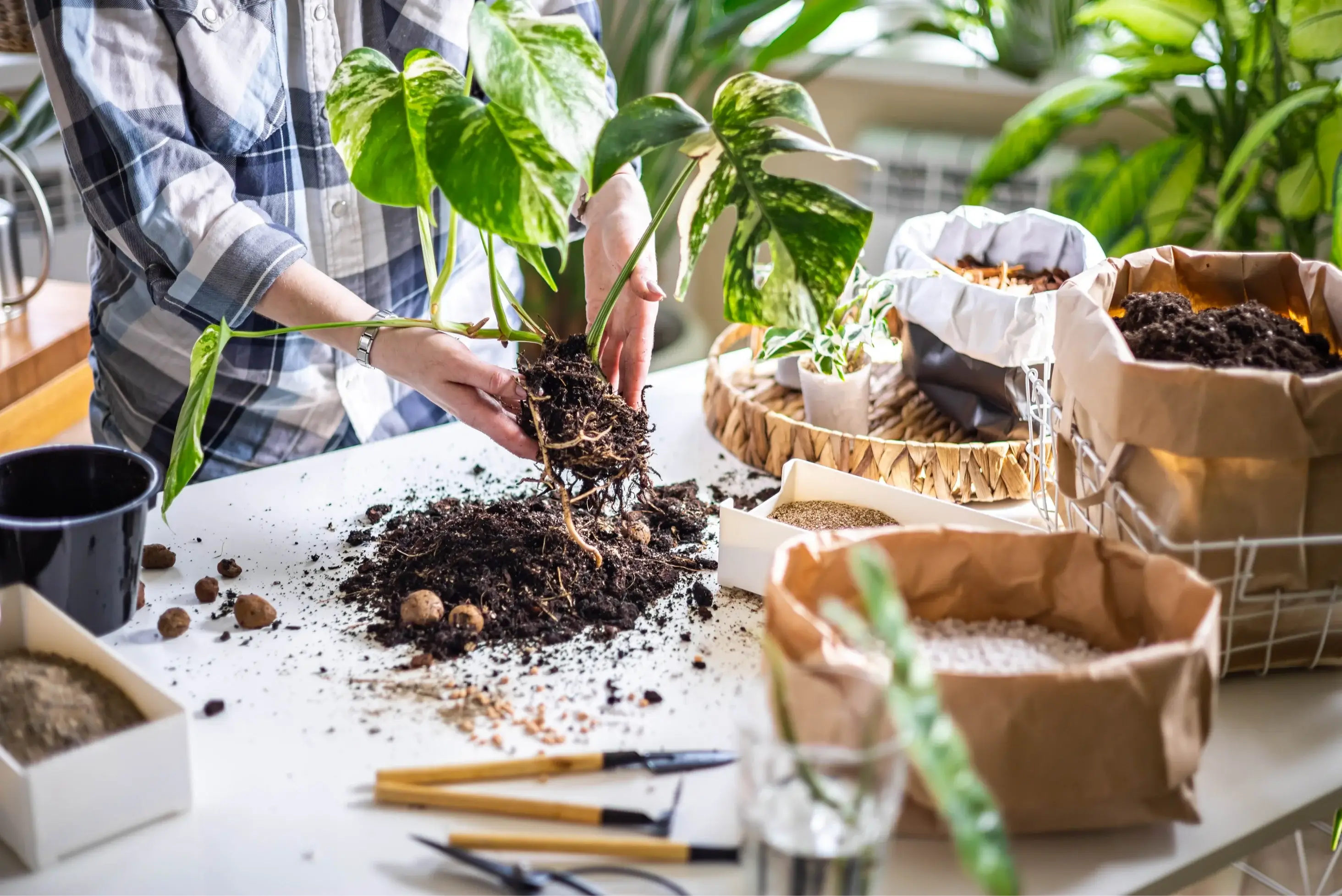 Frauenhände topfen eine panaschierte Monstera um; Erde und Gartenwerkzeug liegen verstreut auf dem Tisch, Nahaufnahme.