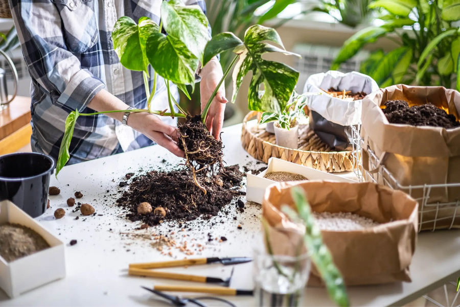 Start Here: The Truth About Houseplant Care Guides (and How to Adapt Them to Your Home)