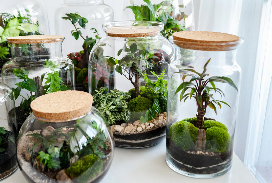 How to Build a Starter Terrarium: A Complete Guide