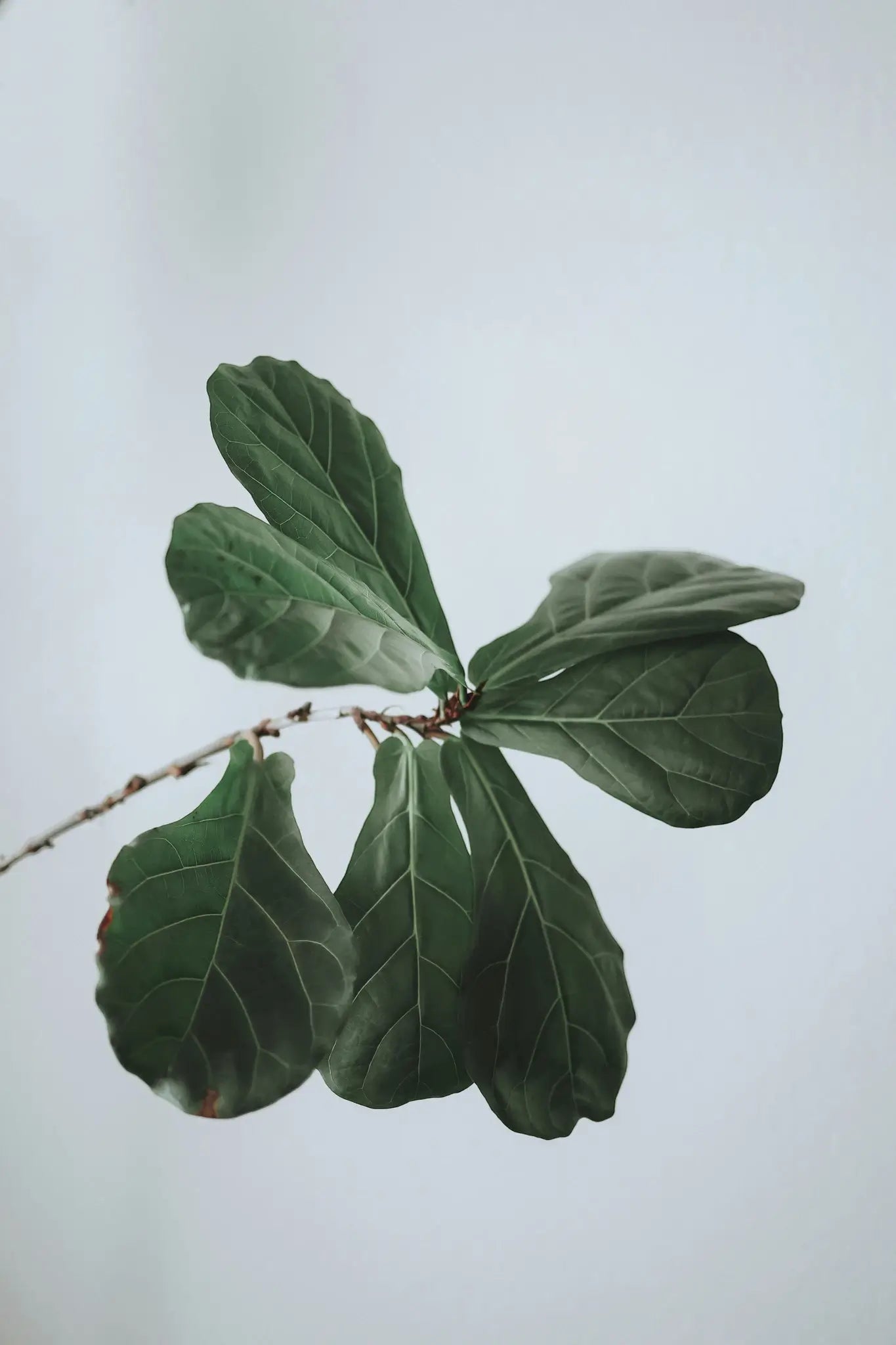 Ficus lyrata Care Guide: The Fiddle-Leaf Fig Indoors