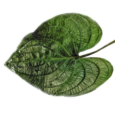 Blatt von Cyanastrum cordifolium vor weißem Hintergrund