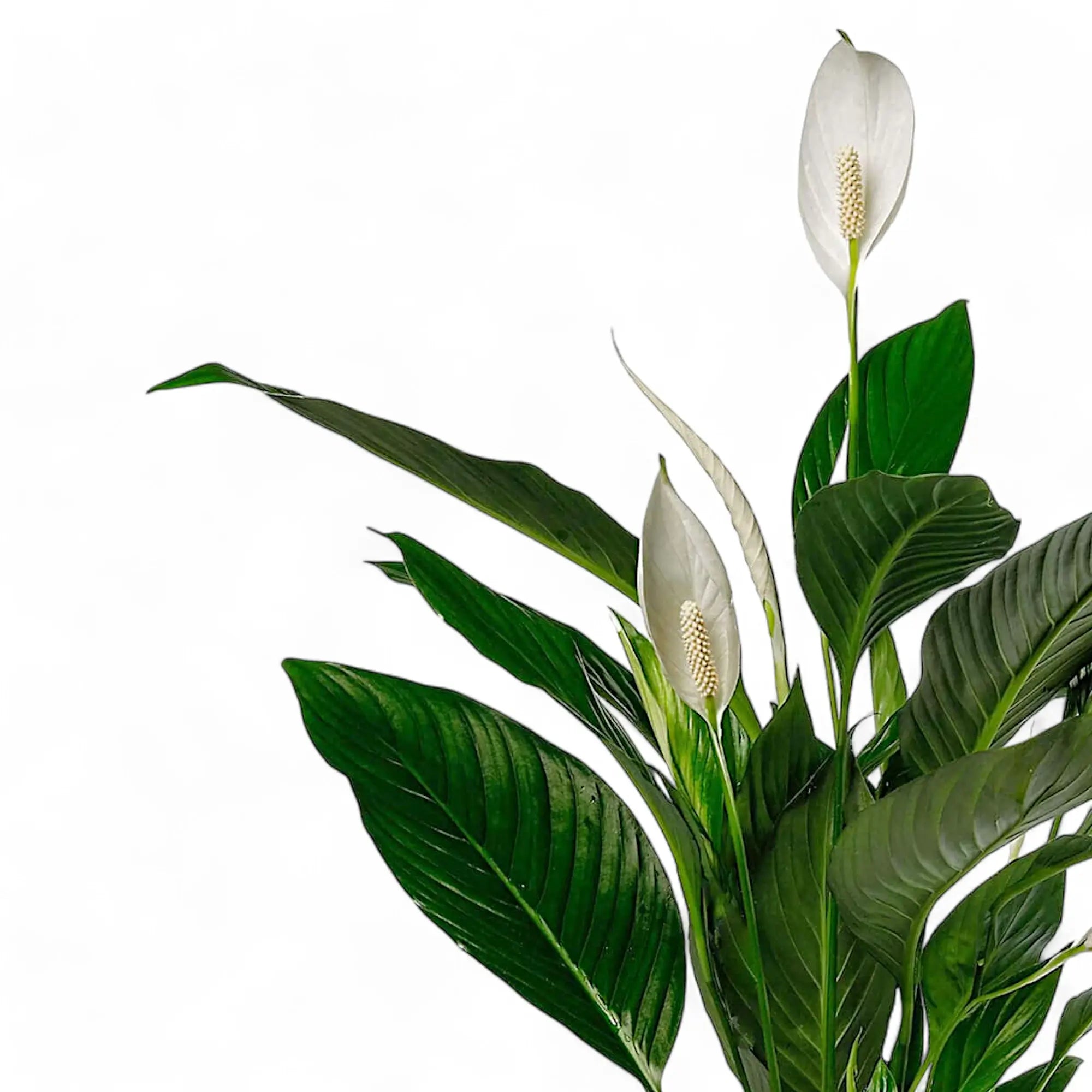 Spathiphyllum (Peace Lilies)