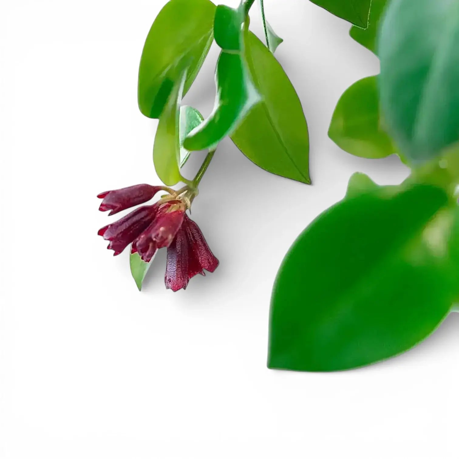 Aeschynanthus (Lipstick Plants)