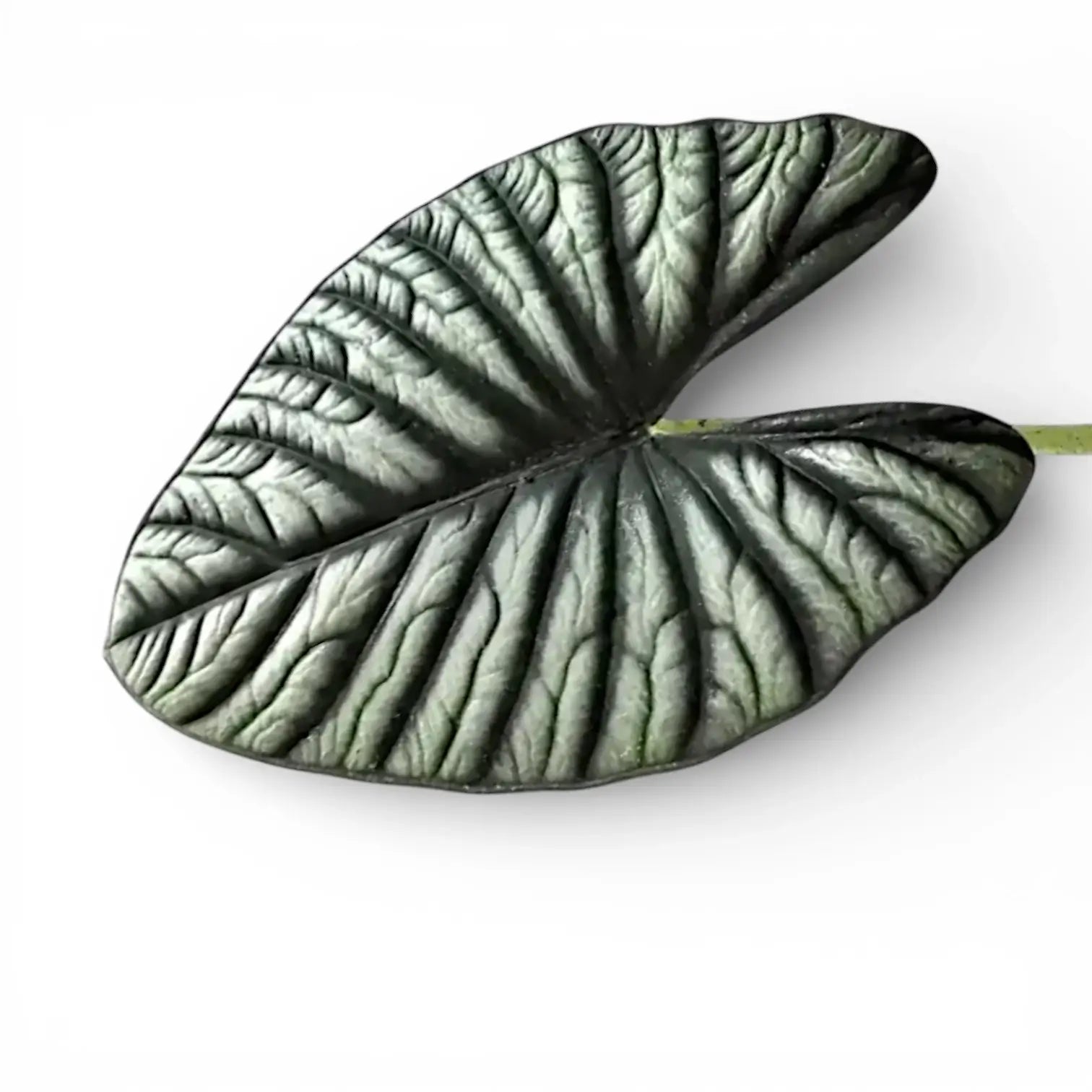 Großes Blatt von Alocasia nebula mit silbriger, bullater Struktur vor weißem Hintergrund