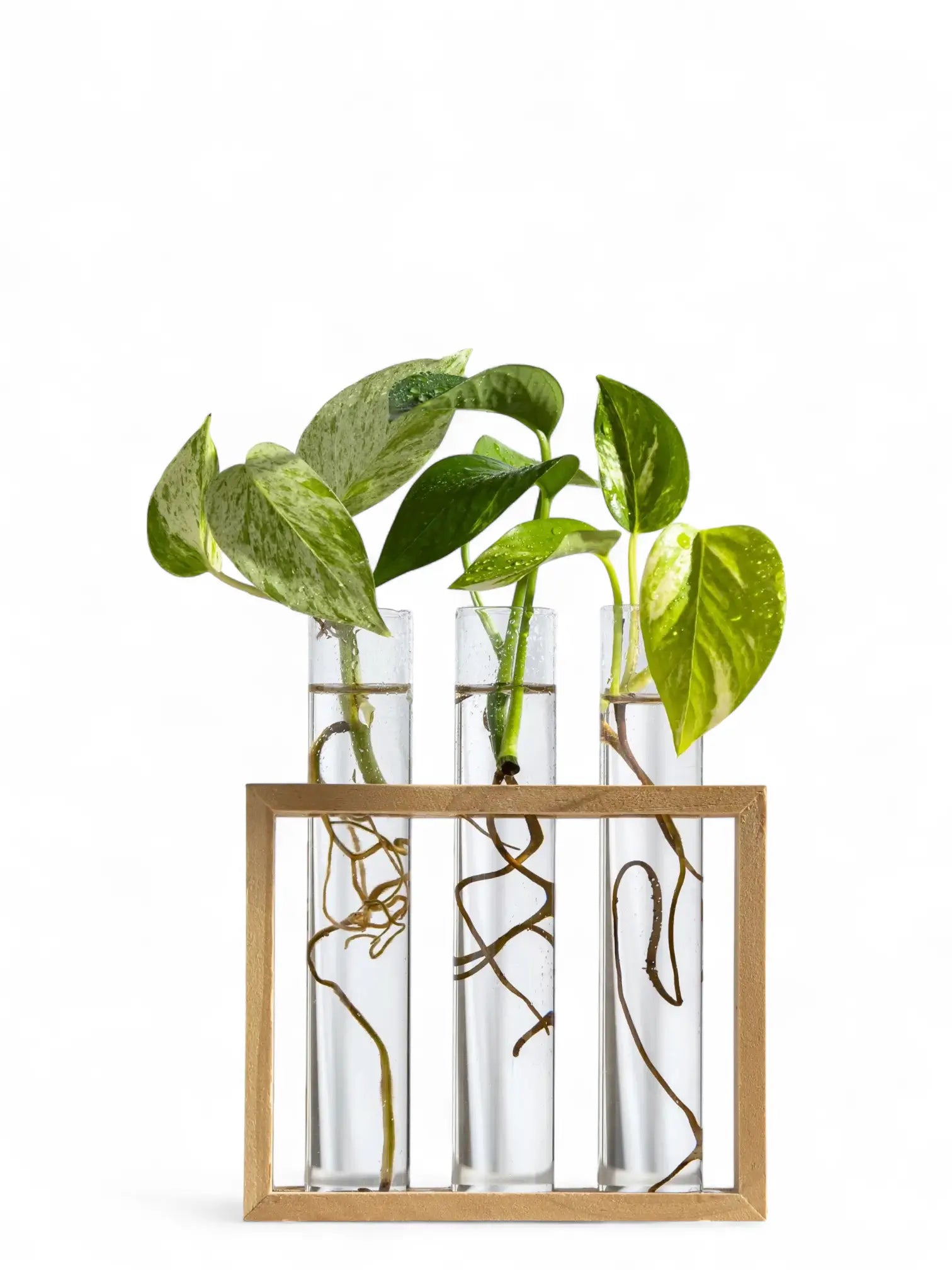 Wooden propagation station with glass vials and plant cuttings rooting in water