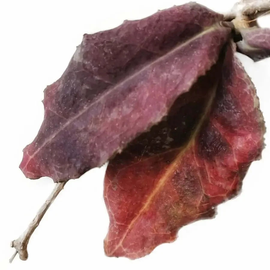 Close-up of sun-stressed Hoya undulata leaves showing red colouration on white backround