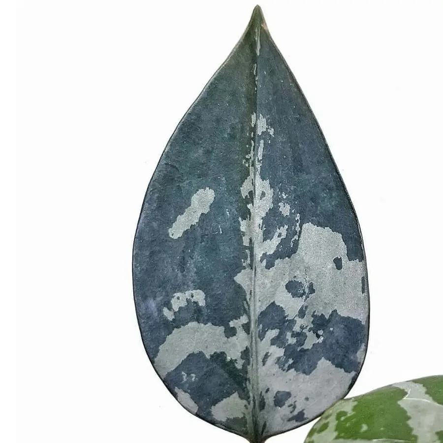 Aglaonema (Chinese Evergreen)