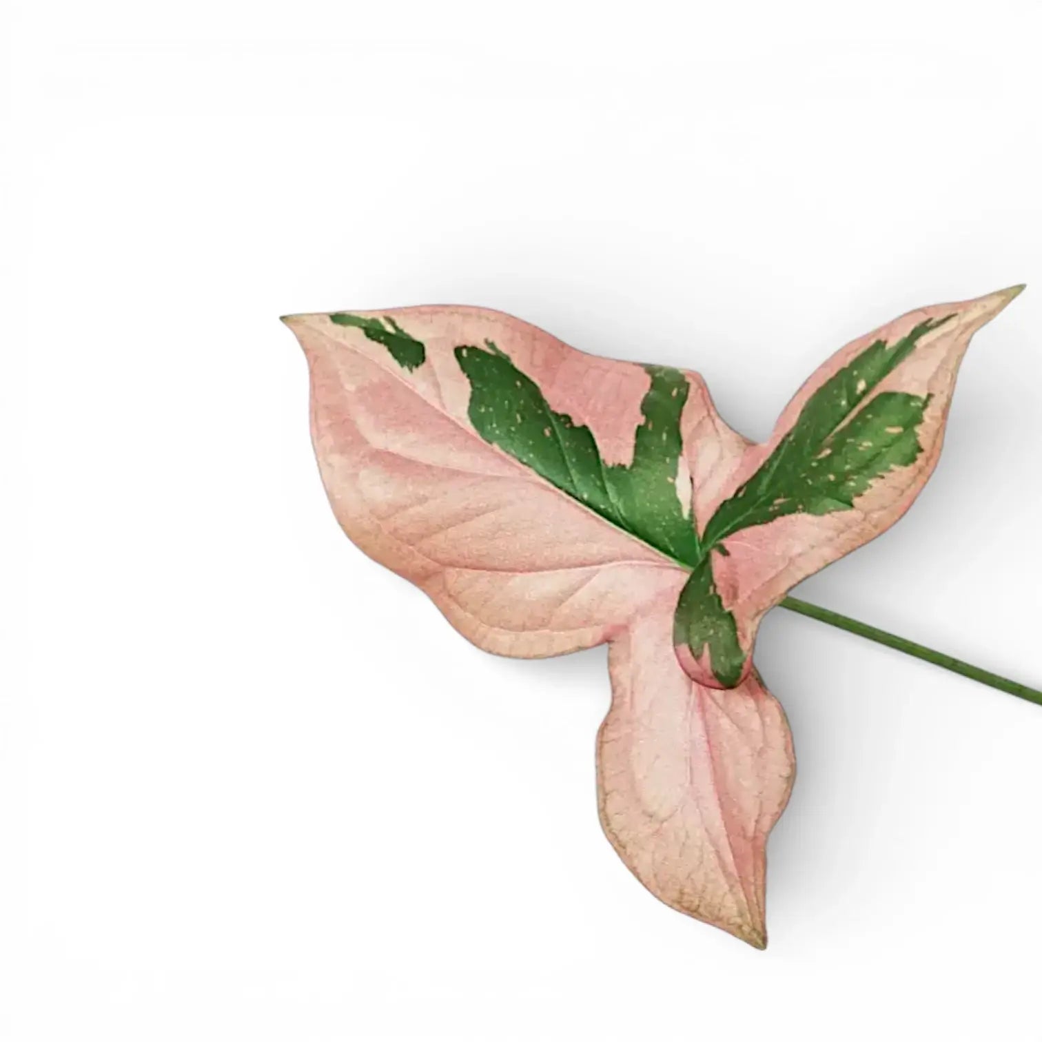 Syngonium (Arrowhead Vines)