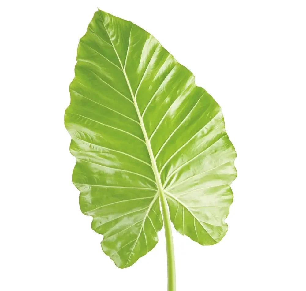 Large Elephant Ear Plant Alocasia leaf on white background