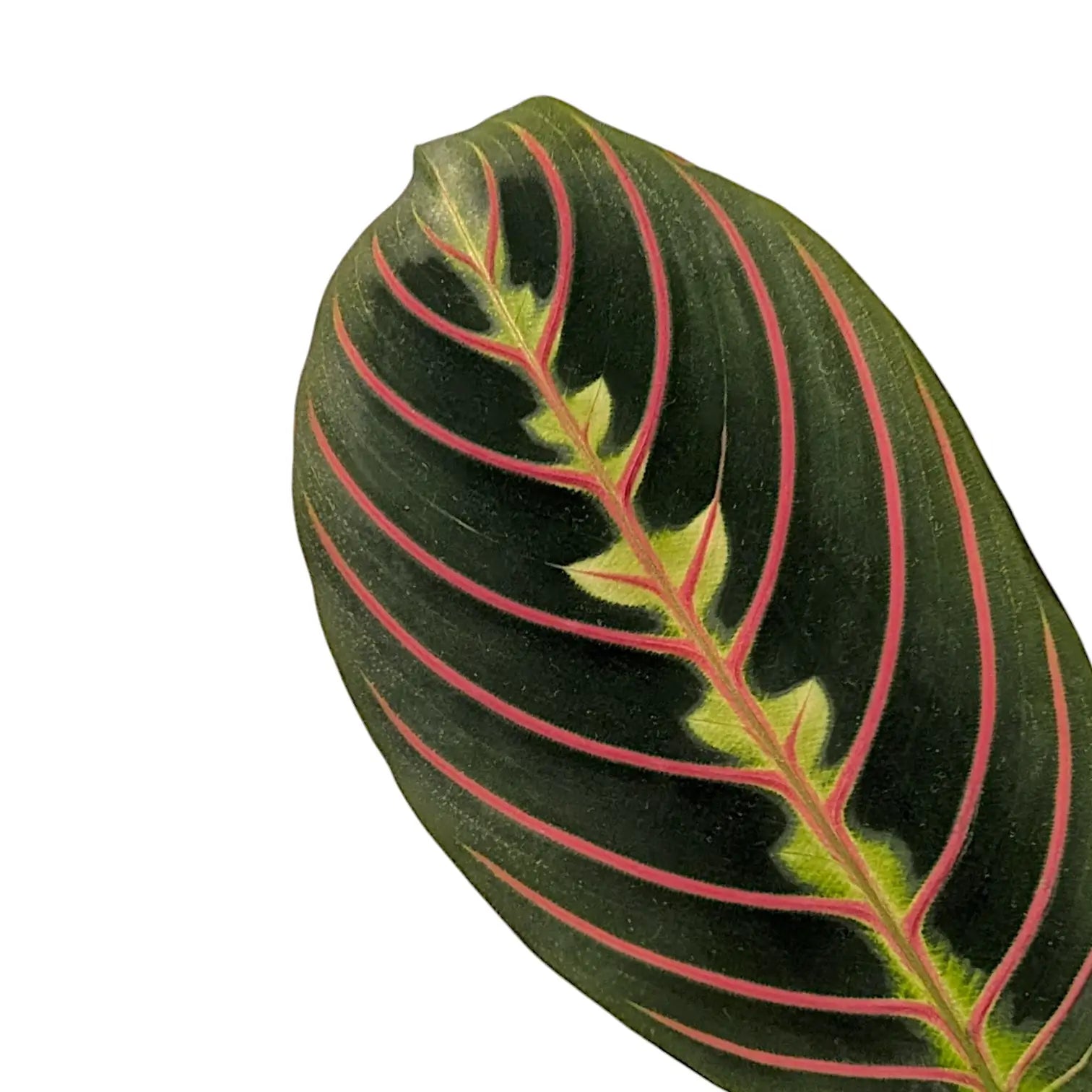 Maranta