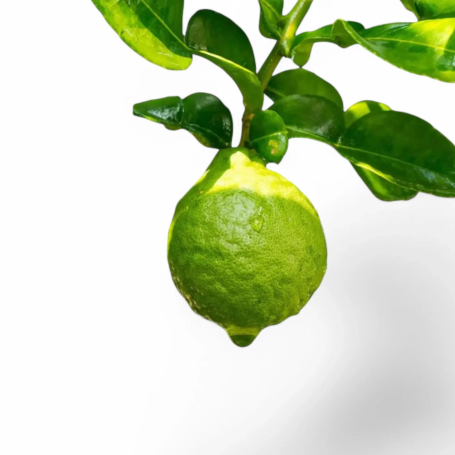 Citrus