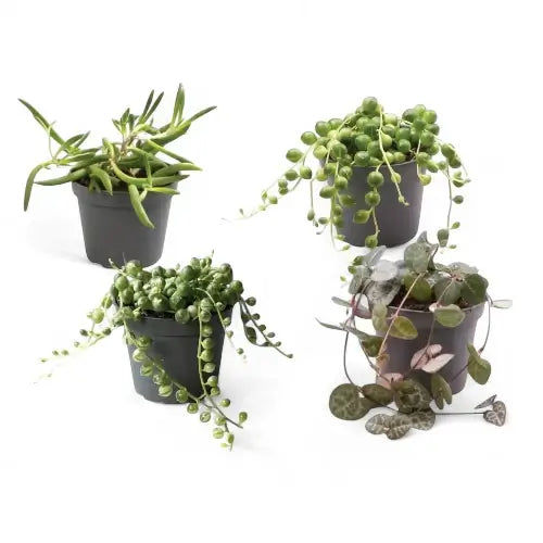 A set of four different baby plants, succulents on white background