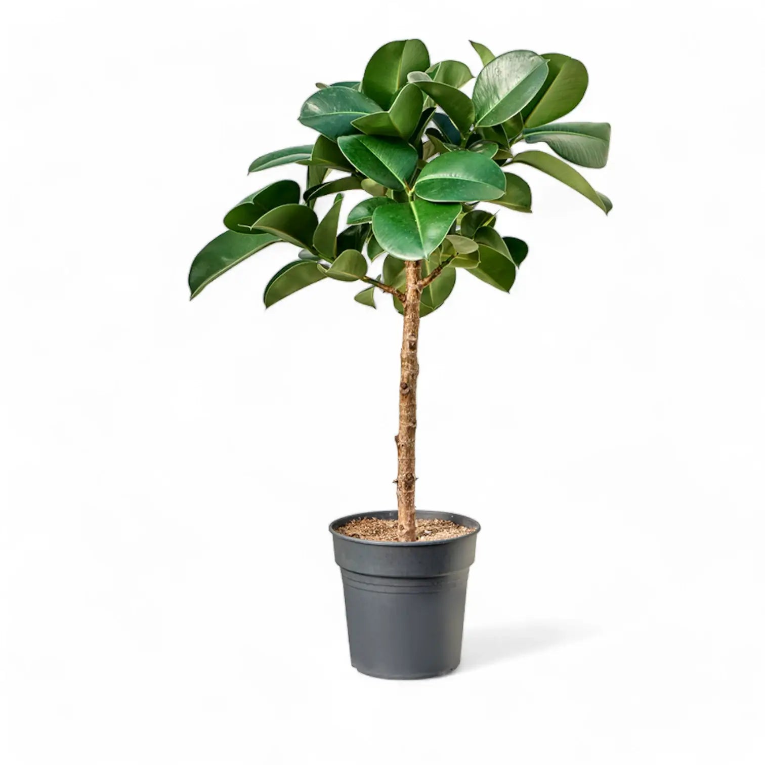 Ficus elastica Cloe potted plant on white backround