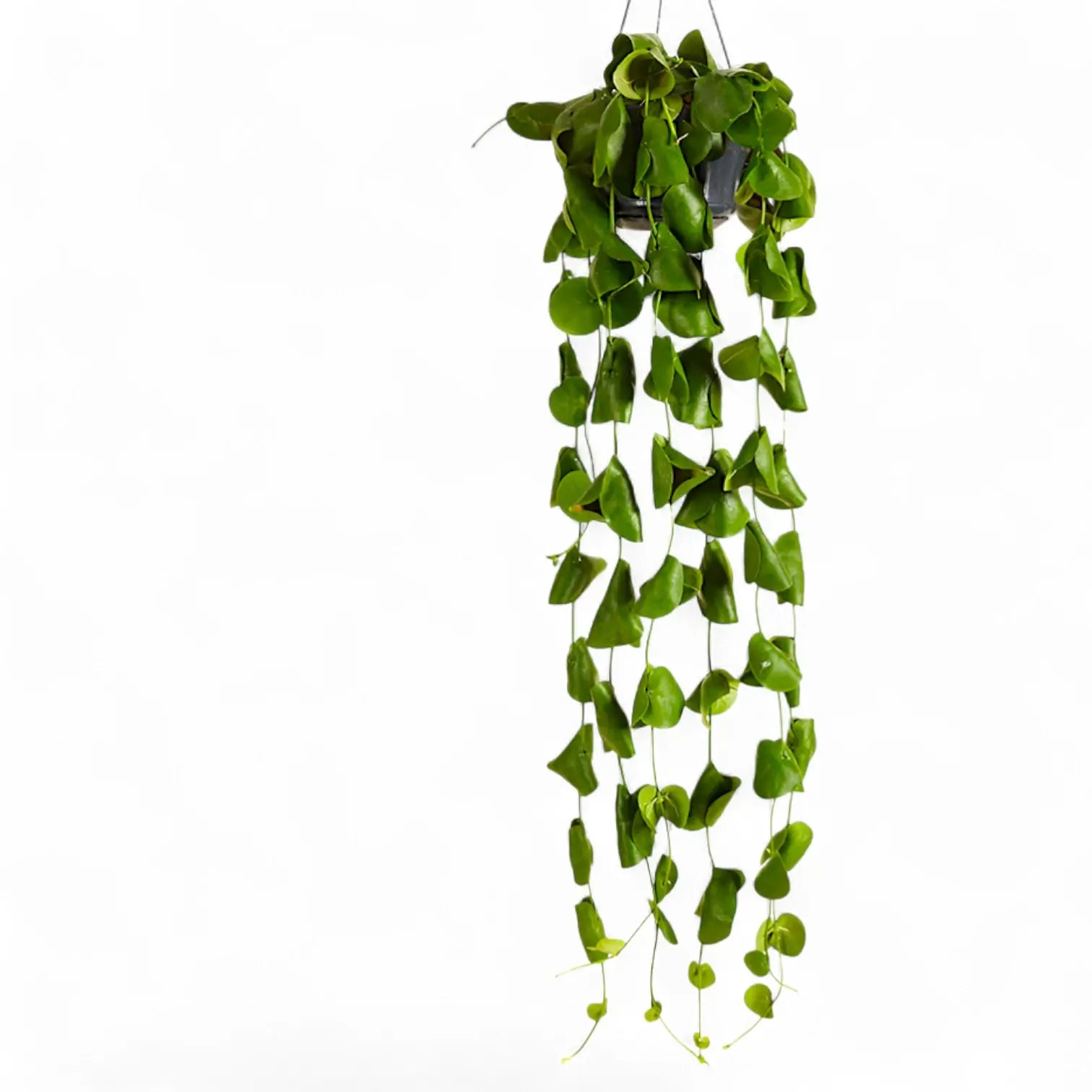 Dischidia platyphylla hanging plant on white background