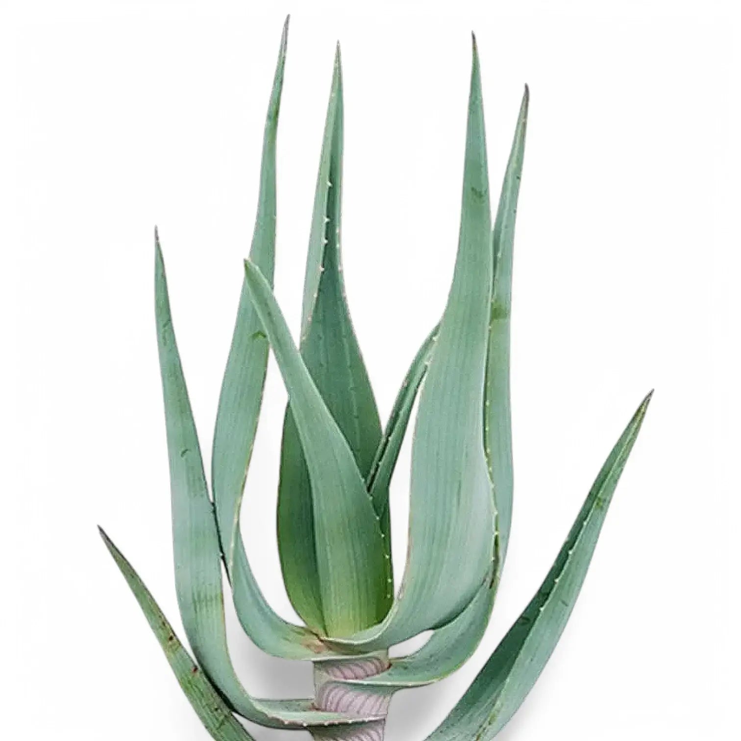 Close up of Aloe comosa plant on white backround