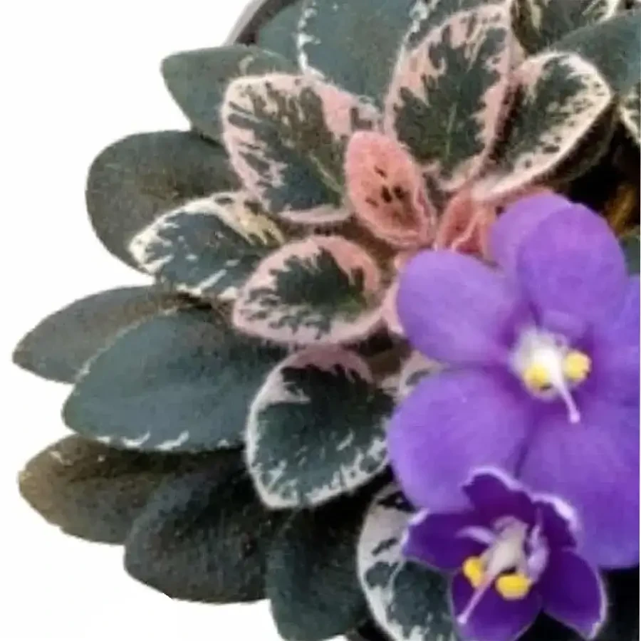 Streptocarpus (sect Saintpaulia): African Violets