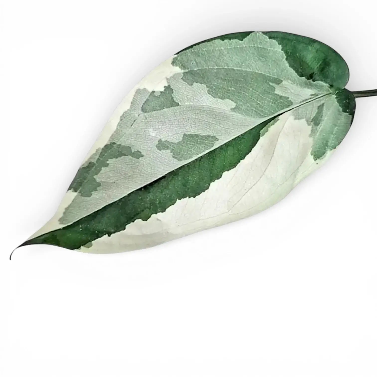 Variegated leaf of Syngonium chiapense variegata shwoing deep gree, mint and white colouration, on white backround