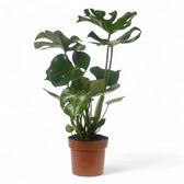 Monstera deliciosa – Zimmerpflanze im Kulturtopf auf weißem Hintergrund, Produktfoto 12.