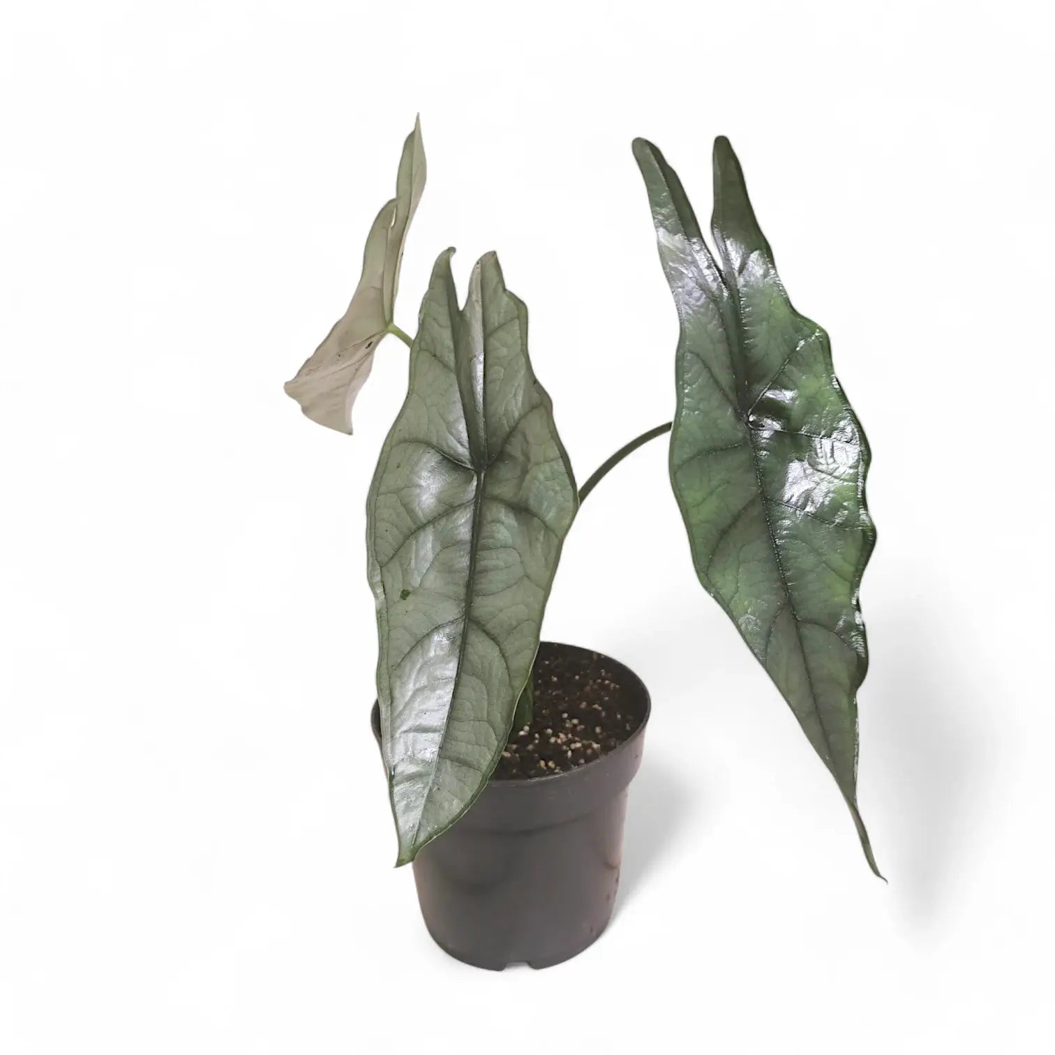 Alocasia heterophylla 'Dragon's Breath' potted houseplant in nursery pot on white background, product photo 12.