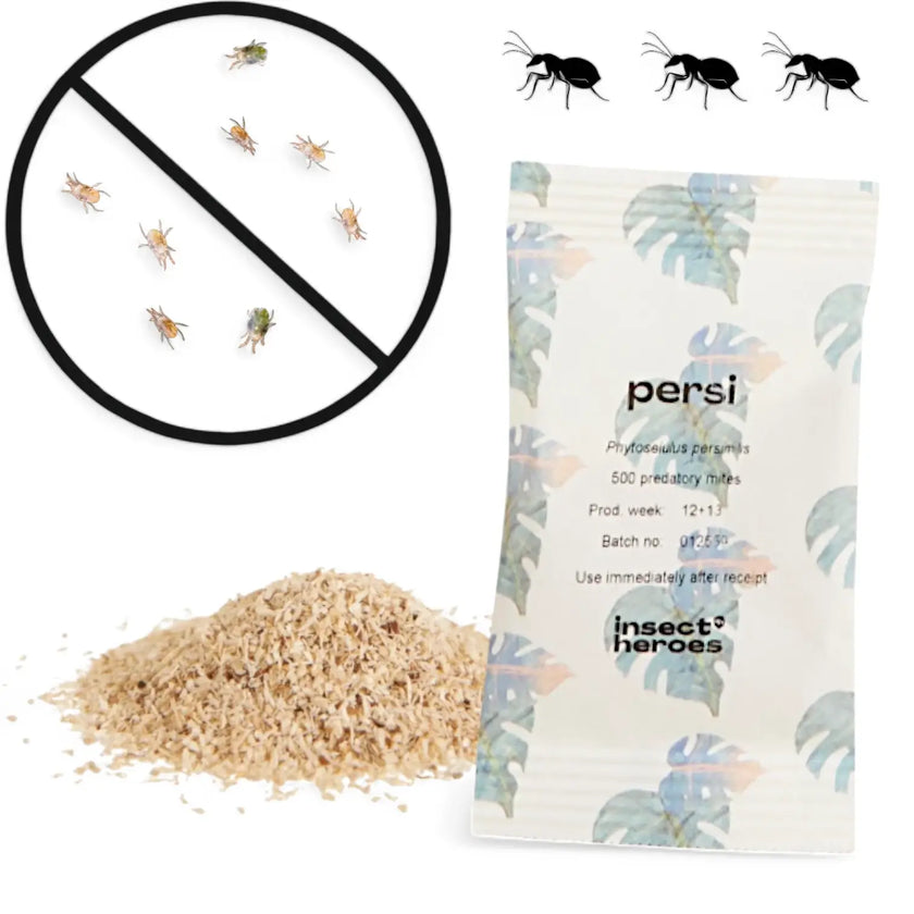 Phytoseiulus persimilis - against Spider Mites main product photo on white background.