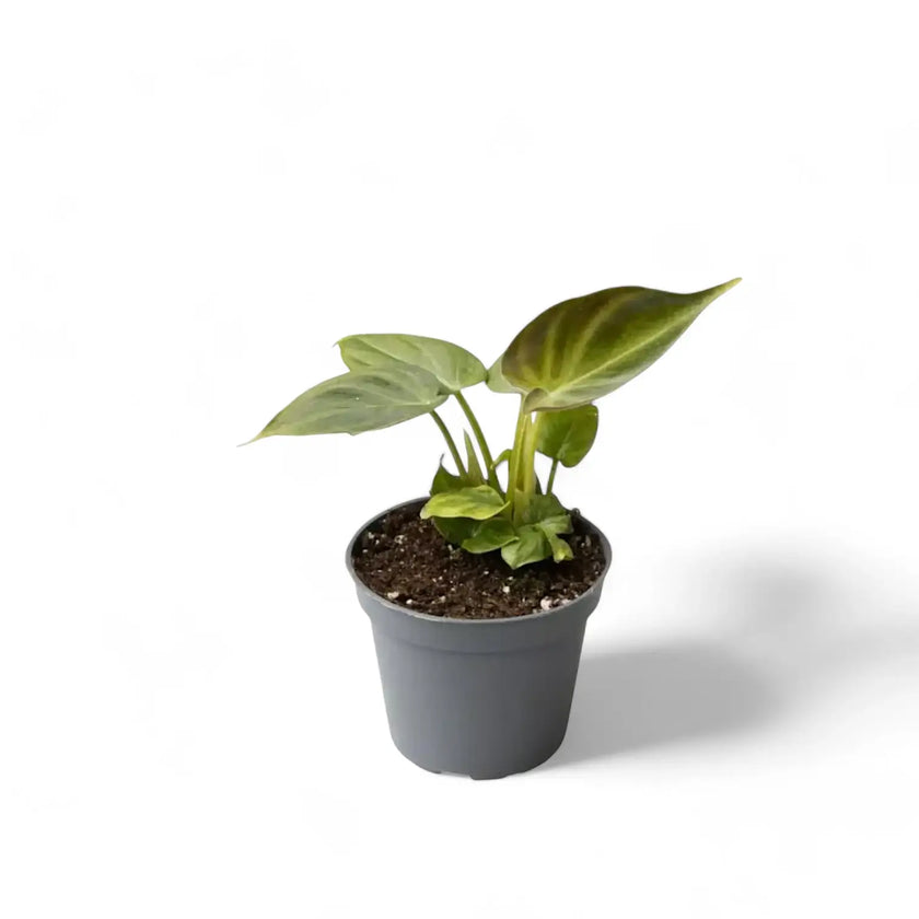 Philodendron verrucosum potted houseplant in nursery pot on white background, product photo 3.
