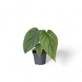 Philodendron mamei potted houseplant in nursery pot on white background, product photo 3.
