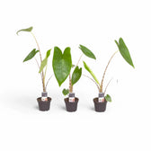 Alocasia zebrina – Topfpflanze im Kulturtopf vor weißem Hintergrund, Produktfoto 9.