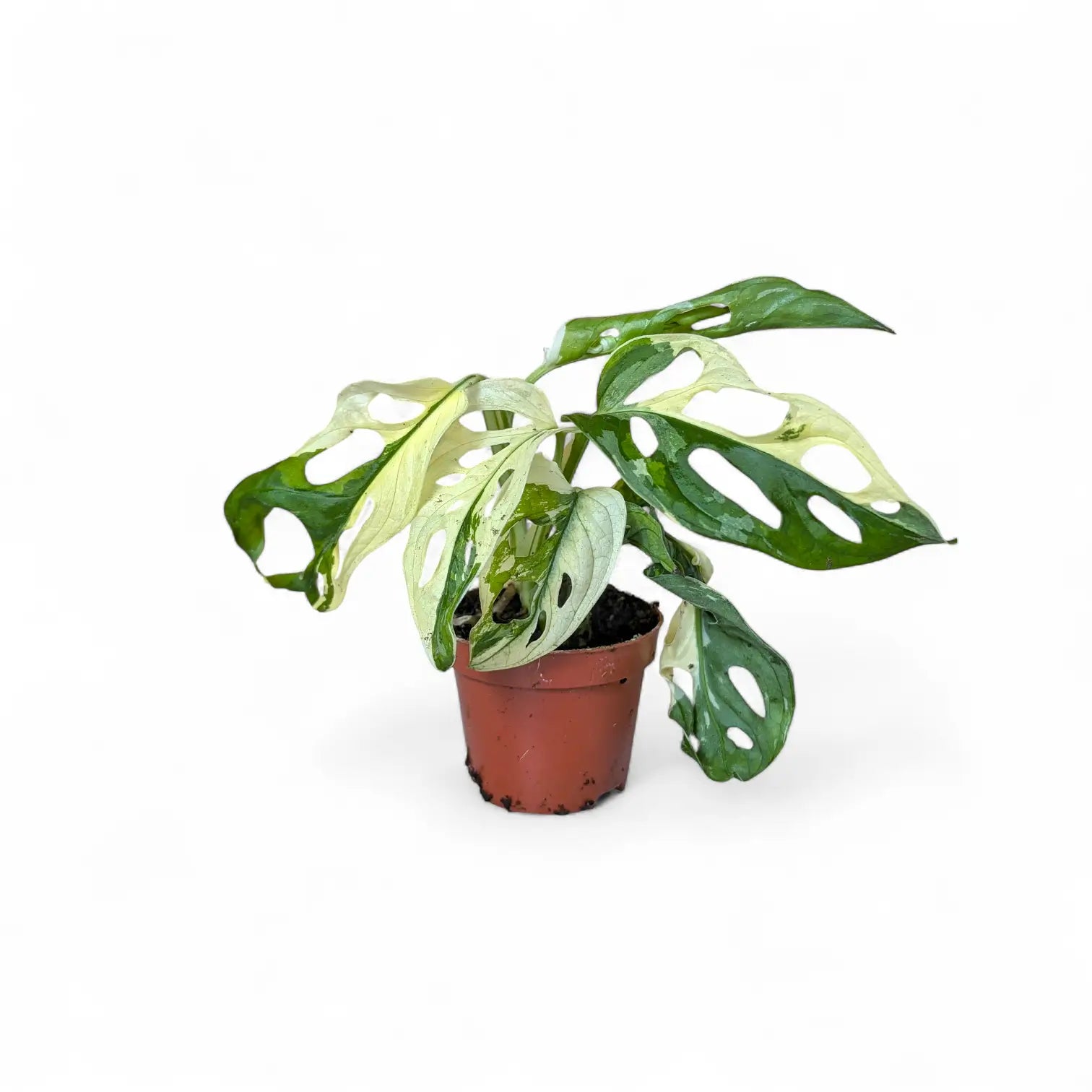 Monstera adansonii variegata – Zimmerpflanze im Kulturtopf auf weißem Hintergrund, Produktfoto 3.