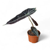 Alocasia longiloba 'Purple' potted houseplant in nursery pot on white background, product photo 6.