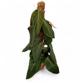 Philodendron gigas potted houseplant in nursery pot on white background, product photo 9.