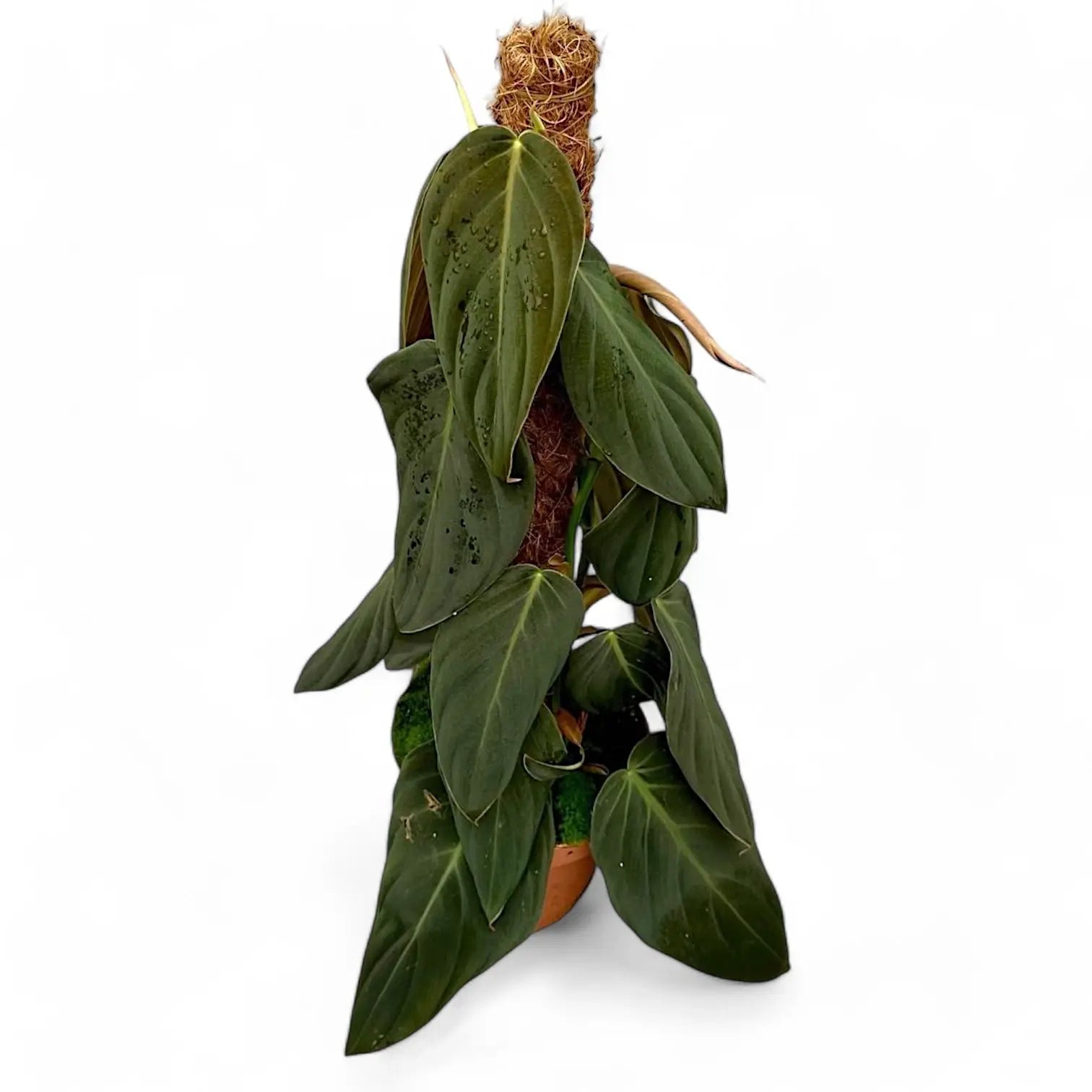 Philodendron gigas potted houseplant in nursery pot on white background, product photo 9.