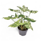 Syngonium podophyllum 'Mottled' – Zimmerpflanze im Kulturtopf auf weißem Hintergrund, Produktfoto 9.