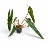 Philodendron billietiae – Topfpflanze im Kulturtopf vor weißem Hintergrund, Produktfoto 15.