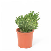 Austrocylindropuntia subulata f. cristata potted houseplant in nursery pot on white background, product photo 2.