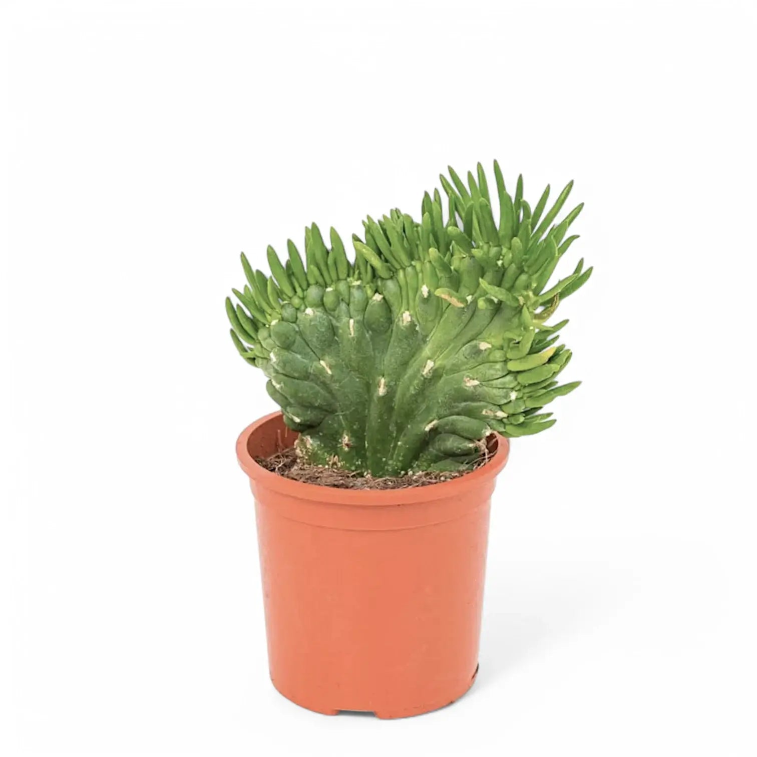 Austrocylindropuntia subulata f. cristata potted houseplant in nursery pot on white background, product photo 2.