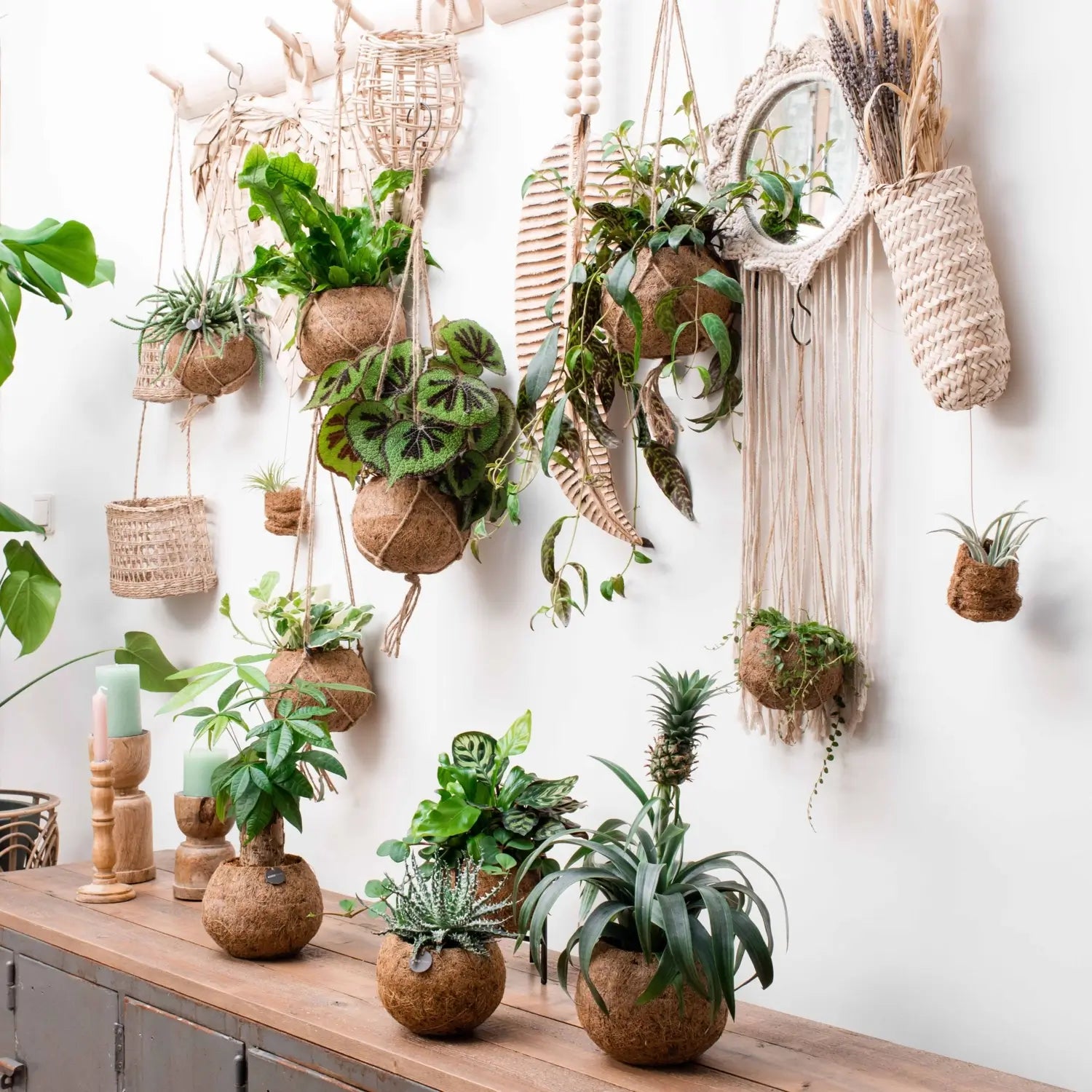 Rhaphidophora tetrasperma in Kokodama – Topfpflanze im Kulturtopf vor weißem Hintergrund, Produktfoto 4.