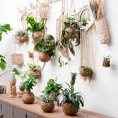 Pilea peperomioides in Kokodama – Topfpflanze im Kulturtopf vor weißem Hintergrund, Produktfoto 3.