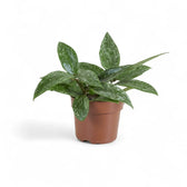 Hoya sp. Rangsan – Topfpflanze im Kulturtopf vor weißem Hintergrund, Produktfoto 7.