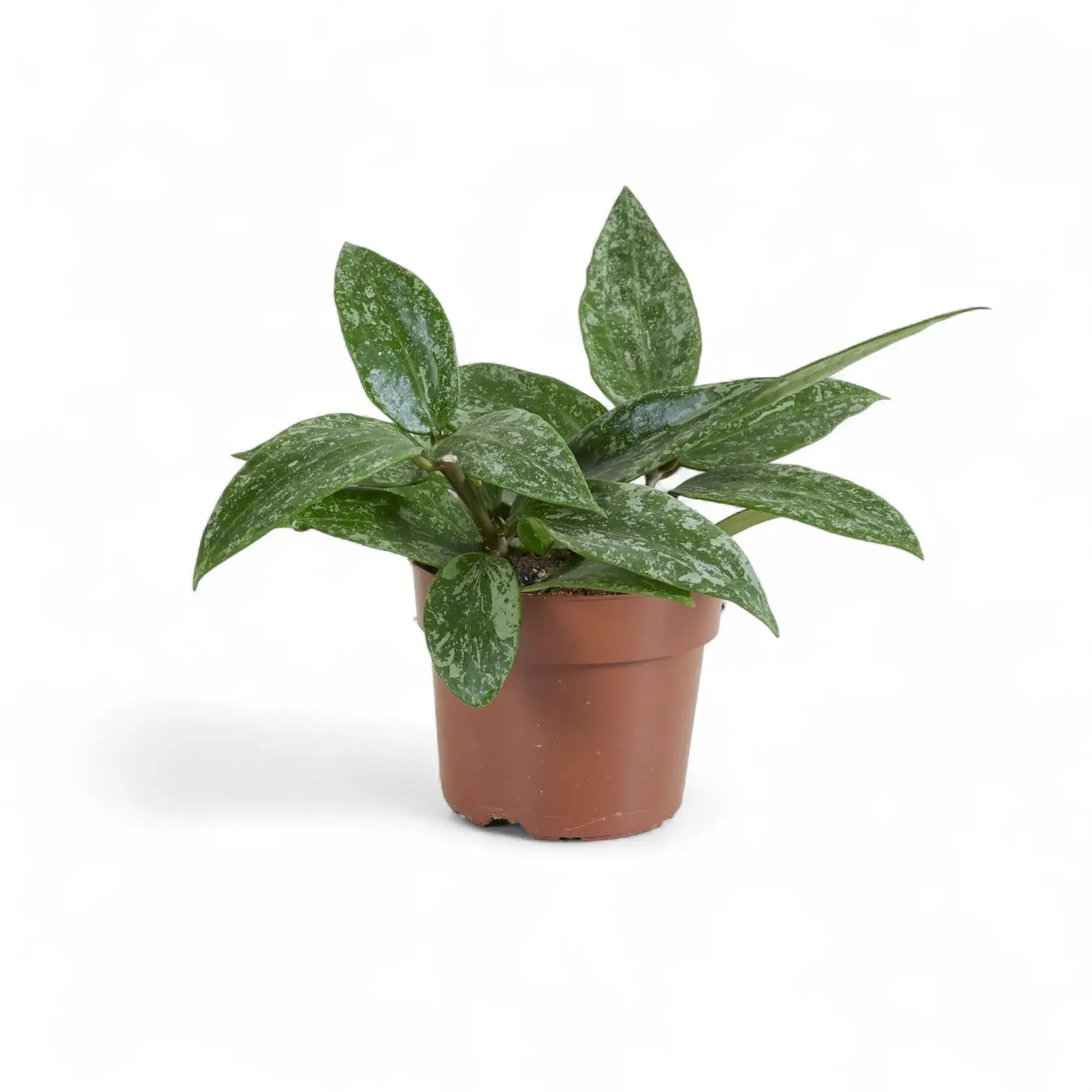 Hoya sp. Rangsan – Topfpflanze im Kulturtopf vor weißem Hintergrund, Produktfoto 7.