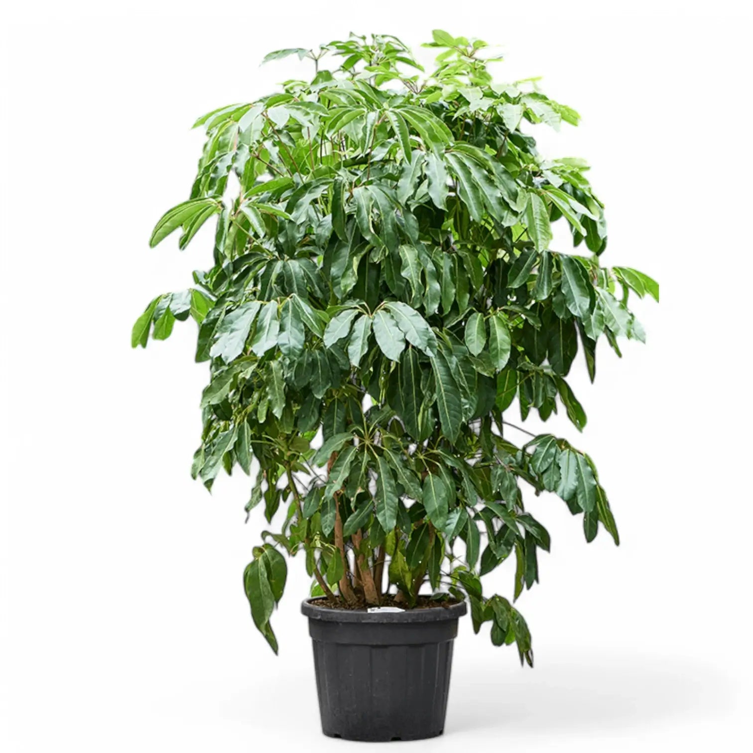 Heptapleurum (Schefflera) actinophyllum 'Amate' potted houseplant in nursery pot on white background, product photo 10.
