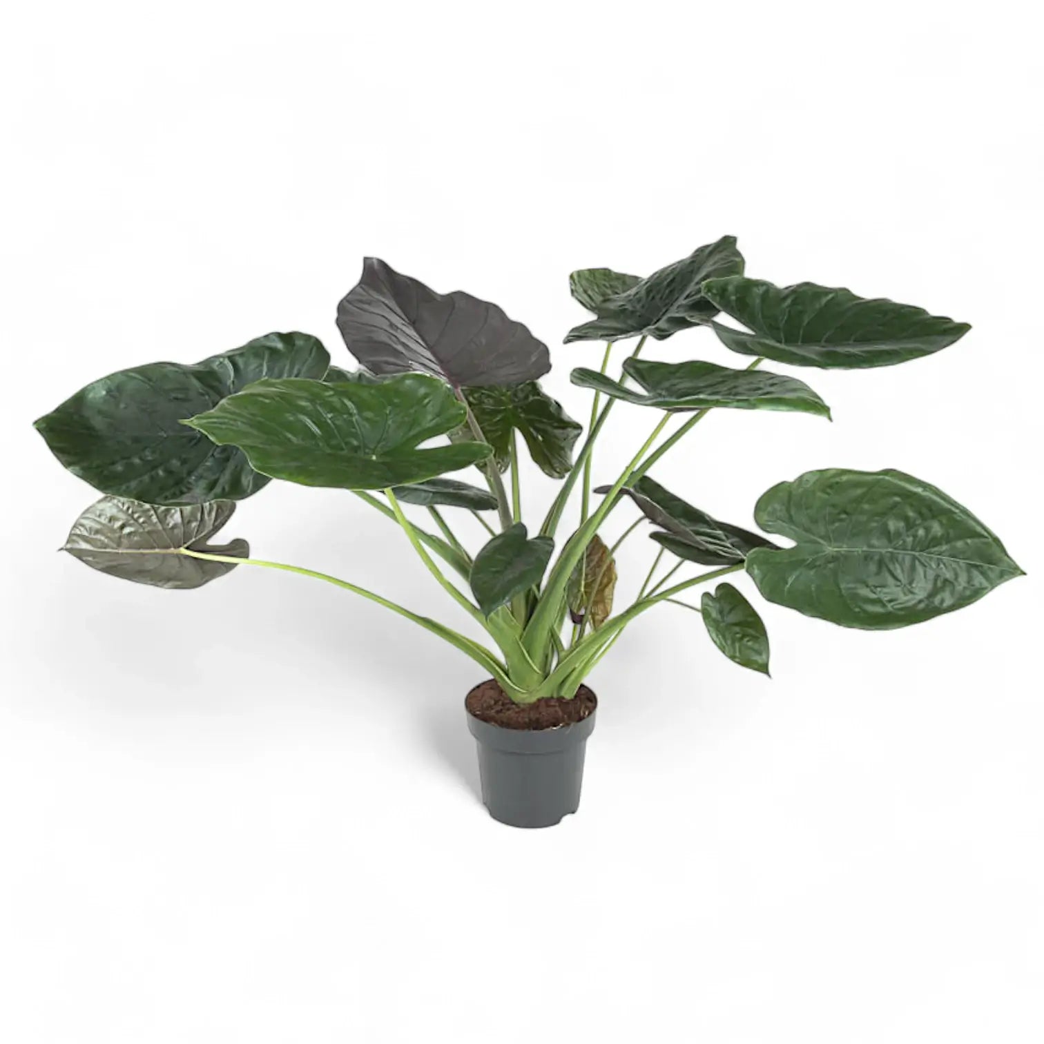 Alocasia wentii – Topfpflanze im Kulturtopf vor weißem Hintergrund, Produktfoto 7.