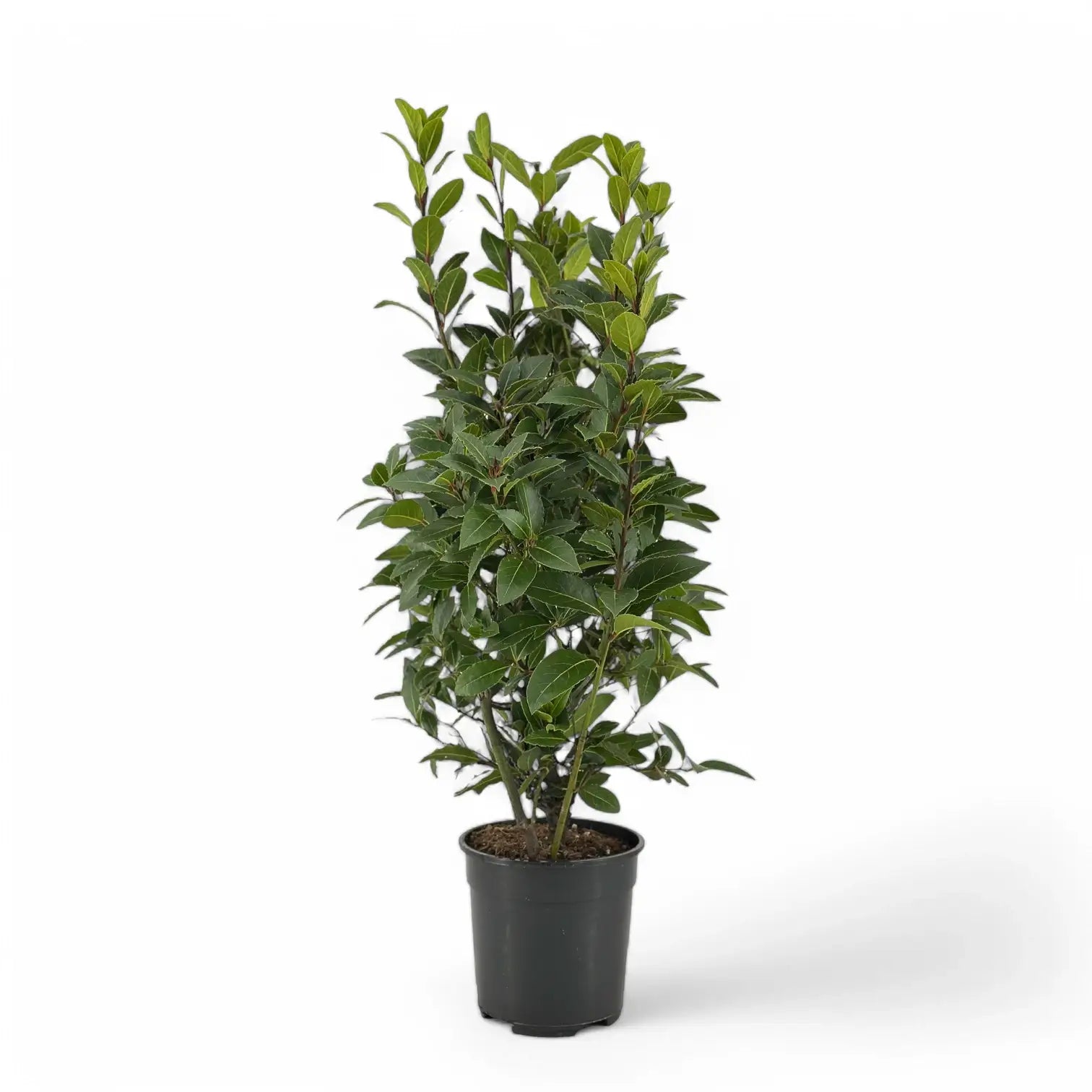 Laurus nobilis potted houseplant in nursery pot on white background, product photo 8.