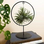 Tillandsia ionantha – With Plant Display Stand potted houseplant in nursery pot on white background, product photo 4.