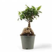 Ficus microcarpa 'Ginseng' potted houseplant in nursery pot on white background, product photo 14.