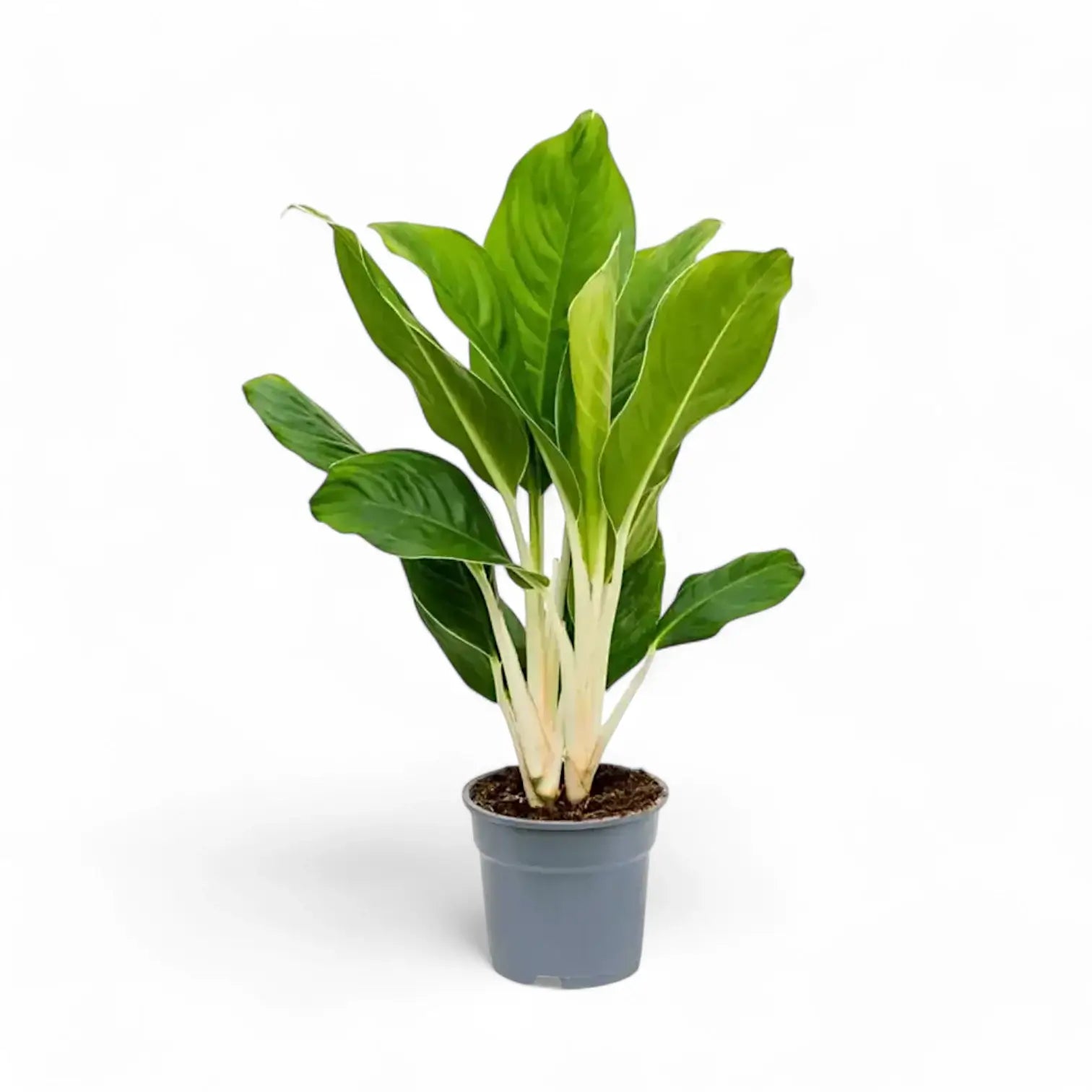 Aglaonema ‘Cintho King’ – Topfpflanze im Kulturtopf vor weißem Hintergrund, Produktfoto 3.